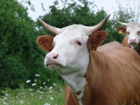 Wenn das Gold redet, dann schweigt die Welt! 213445