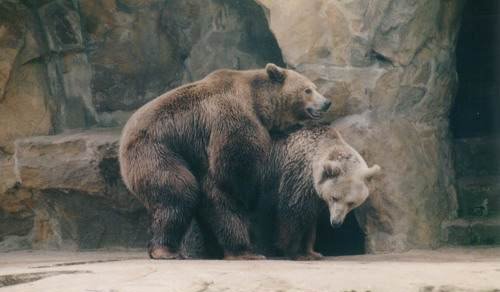 Der Bär streift umher 197729