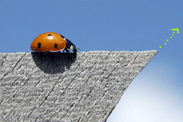 Quo Vadis Dax 2011 - All Time High? 373344