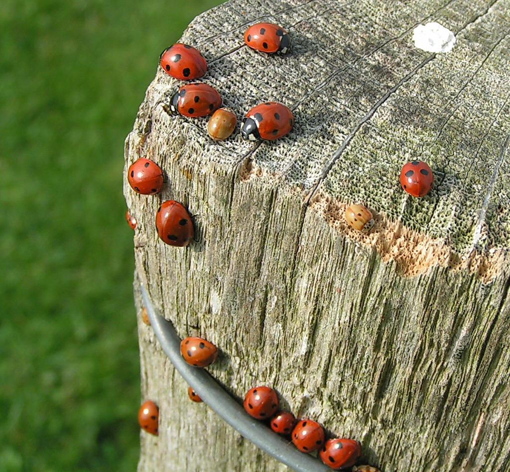 419.DAX Tipp-Spiel, Mittwoch, 29.11.06 69133