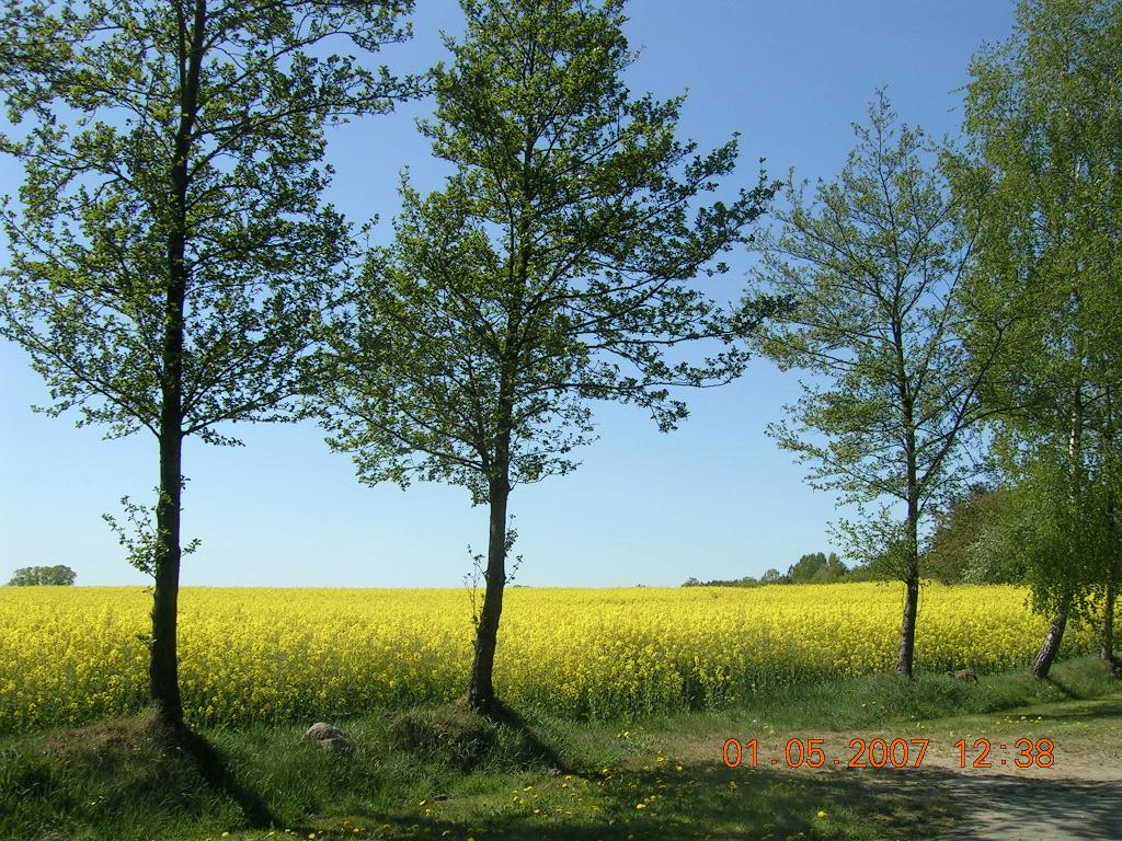 545.DAX Tipp-Spiel, Montag, 04.06.07 101543