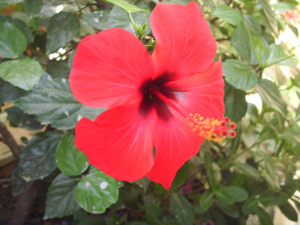 519.DAX Tipp-Spiel, Mittwoch, 25.04.07 94666