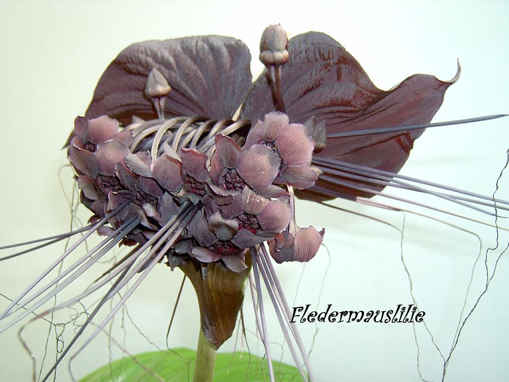 484.DAX Tipp-Spiel, Montag, 05.03.07 86016