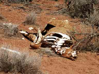 Der USA Bären-Thread 97099