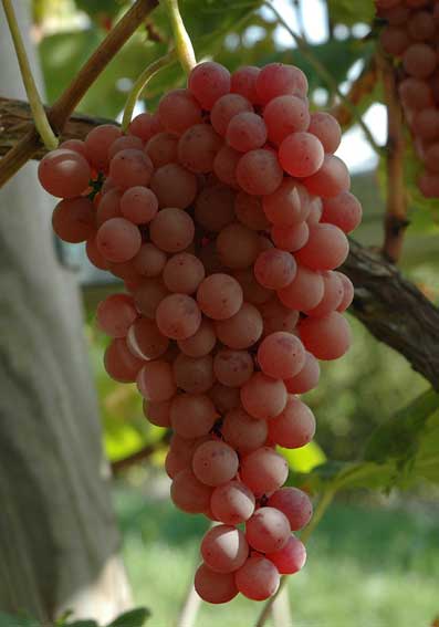 Intel - ein kurzfristiger Trade? 178480