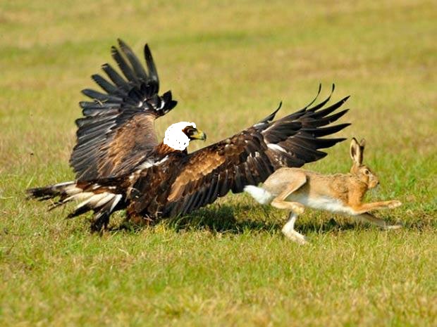 netcents, die neue online zahlungsplattform 1095656