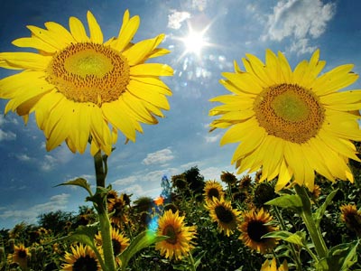 605.DAX Tipp-Spiel, Montag, 27.08.07 116719