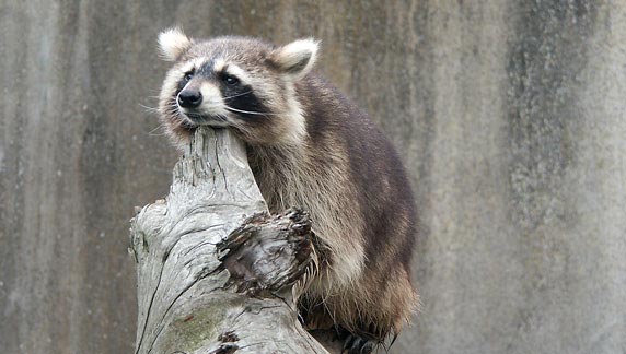 923.DAX Tipp-Spiel *Dienstag* 25.11.08, 17.45 Uhr 201440