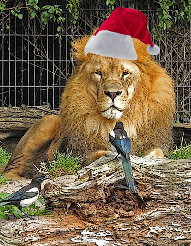 Coop SK Tippspiel (ehem. WMIH) 676526