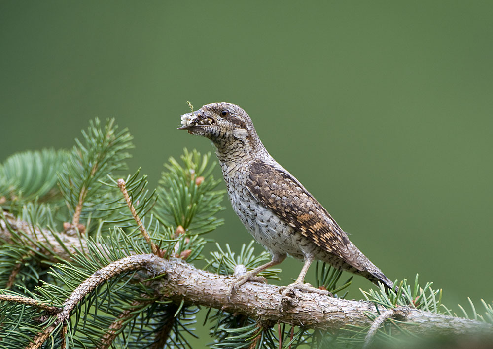 Die Welt und WMIH... 769553