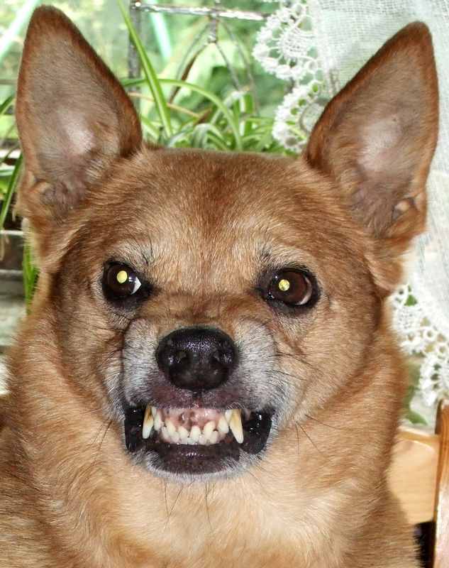 STEVIA für TABAK !! 619354