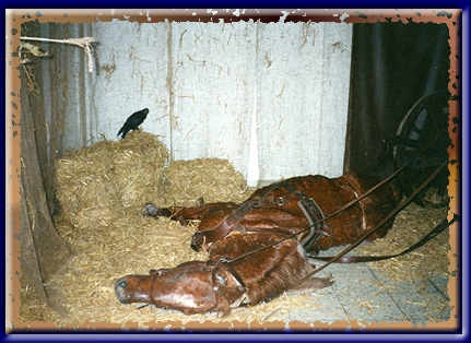 wamuq explodiert 208202