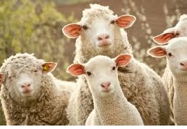 Steinhoff International Holdings N.V. 1029936