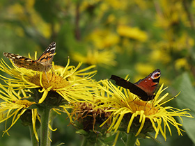 Aqua Society neuer Hype?? 399226