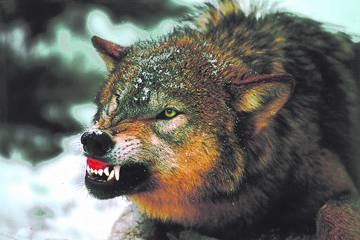 Quo Vadis Dax 2011 - All Time High? 379796