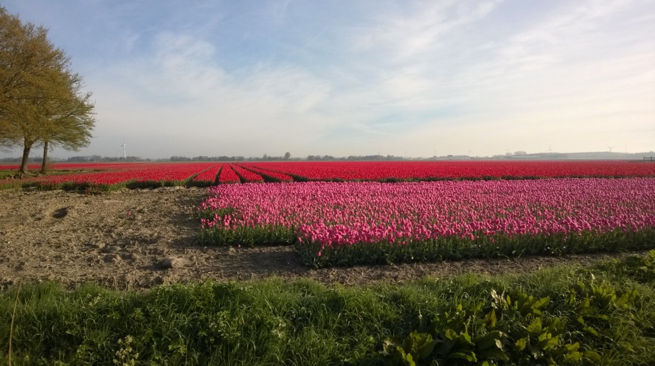 knock-outs unlimited 715534