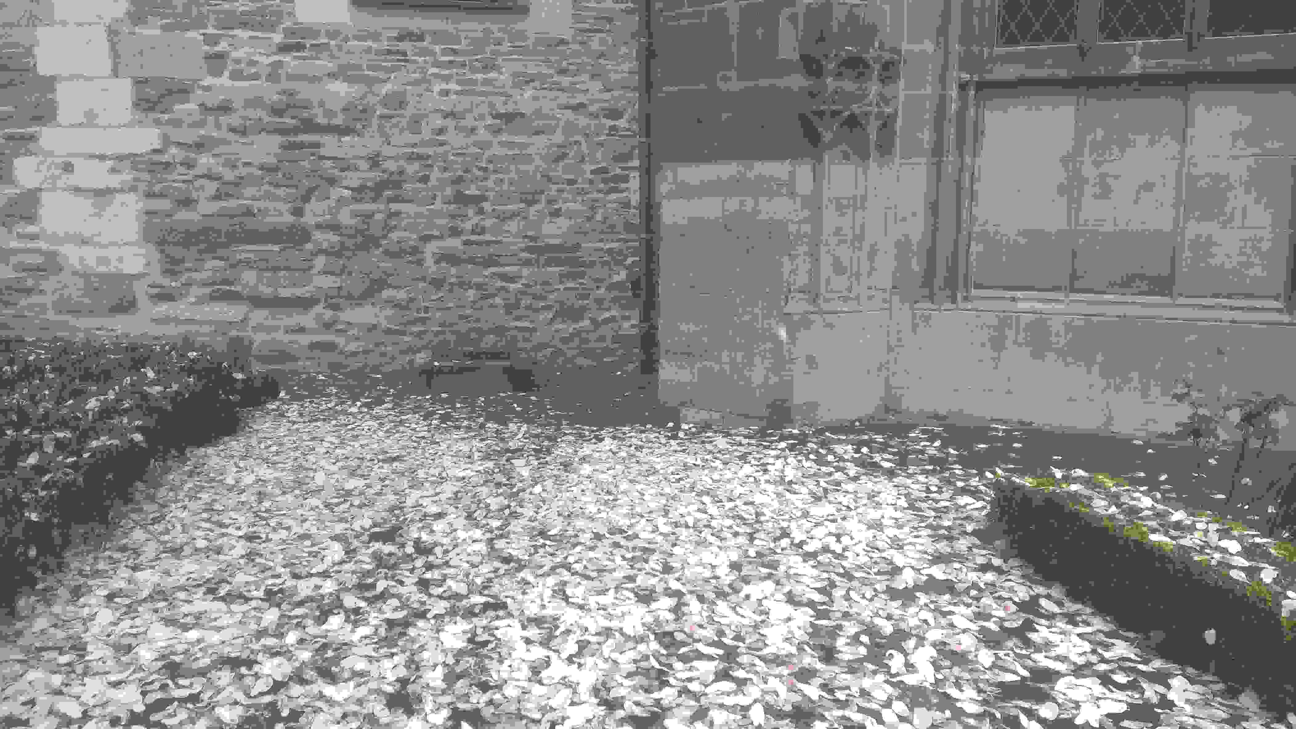 Paion: Daten / Fakten / Nachrichten / Meinungen 1307876