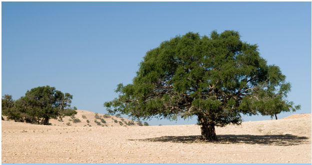 ADX Energy (WKN: 875366): Millionenchance????? 425307