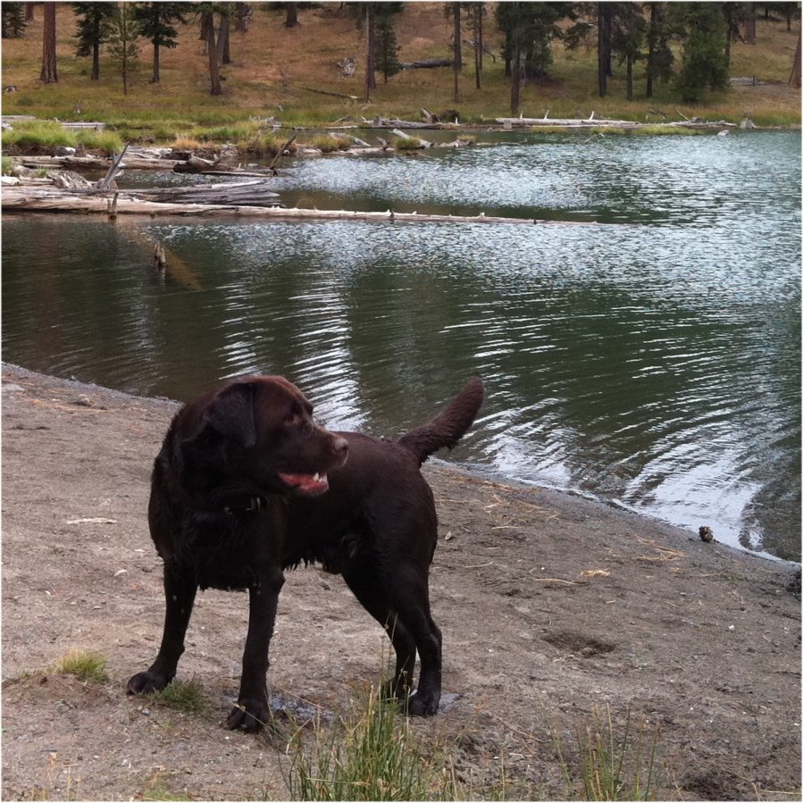 Elliott Wave DAX daily 447880