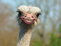 Banken in der Euro - Zone 562750