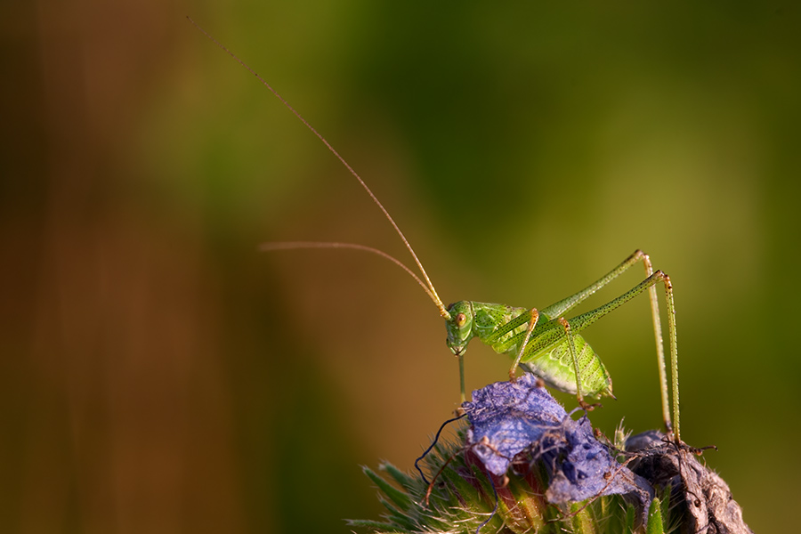 776.DAX Tipp-Spiel, Freitag, 02.05.08 162271