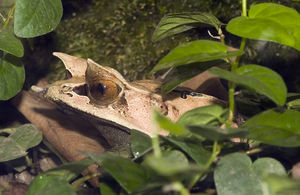 779.DAX Tipp-Spiel, Mittwoch, 07.05.08 162712