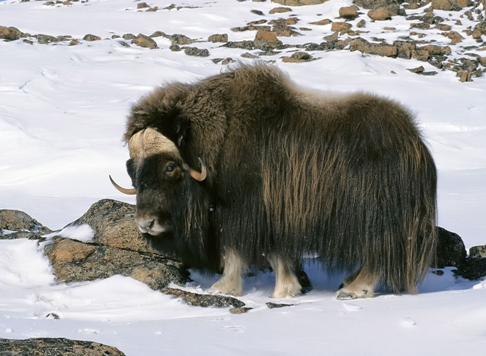 Der Deutsche Michel 568470