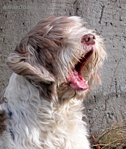 ARISE die canadische Solarperle ! 180993